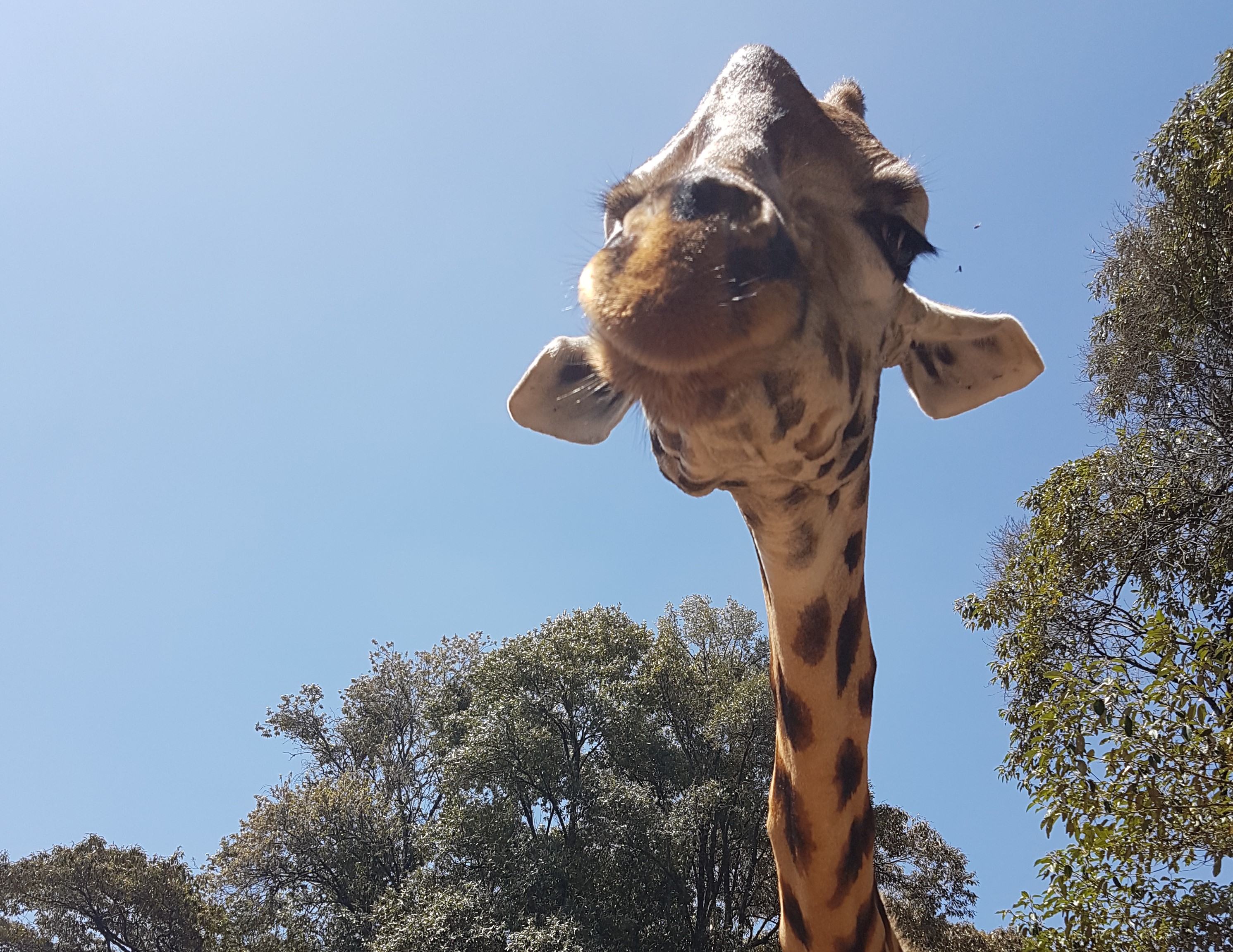 cropped image of a giraffe looking at the camera